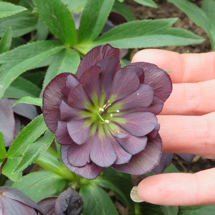 Flower with dark-petals