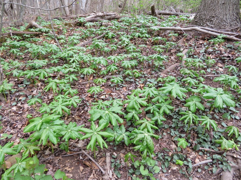 May apple plants