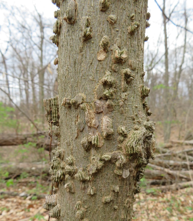 Tree with interesting bark