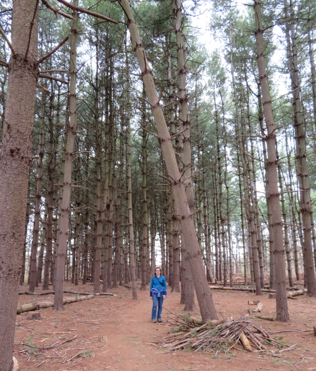 Norma in pine forest