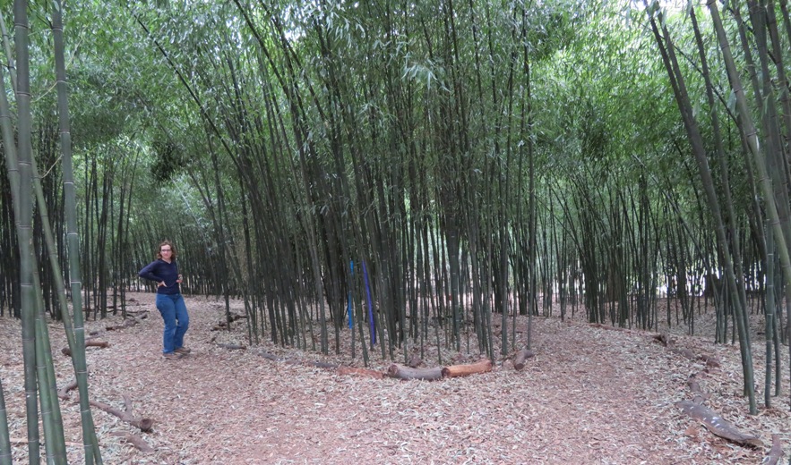 Norma in bamboo grove