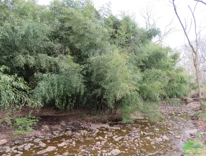 Bamboo grove