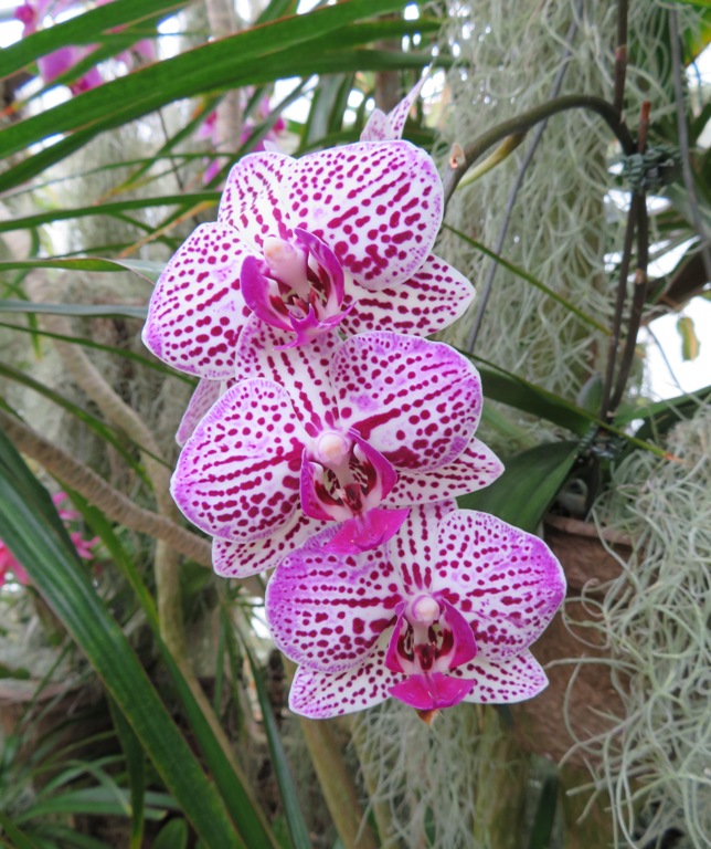 Flowers in Orchid Range