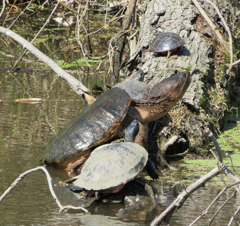 Turtles on log, including a snapping turtle