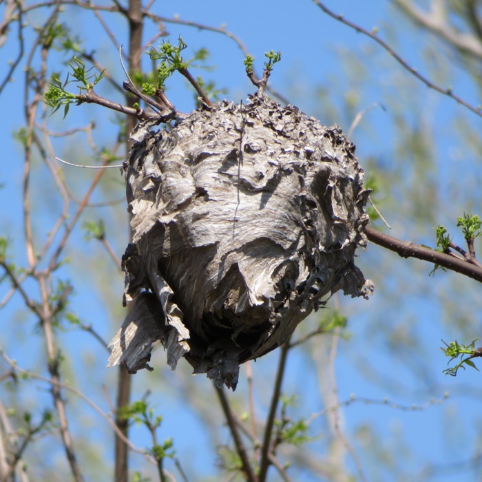 Paper wasp nest