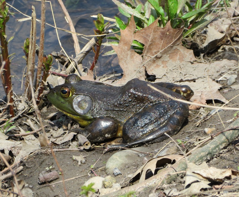 American toad