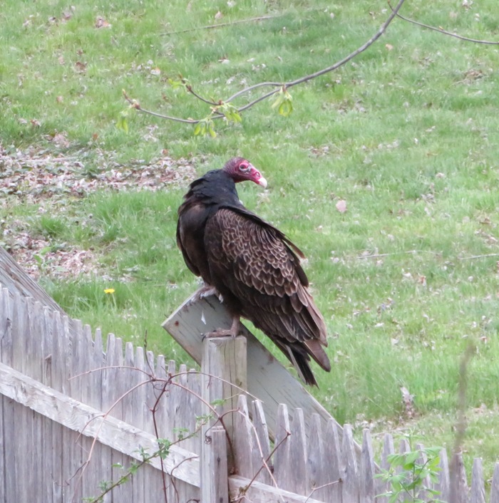 Turkey vulture