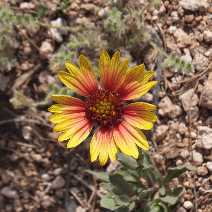 Yellow and red flower