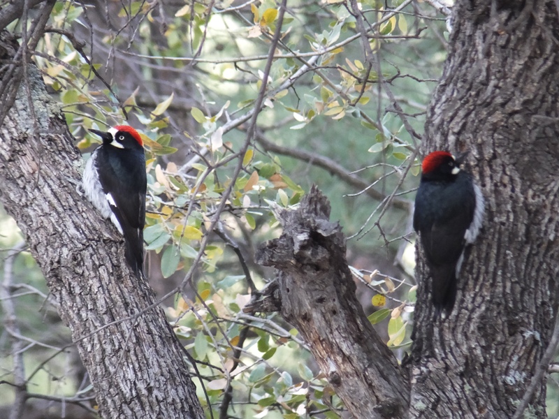 Two acorn woodpeckers on a tree