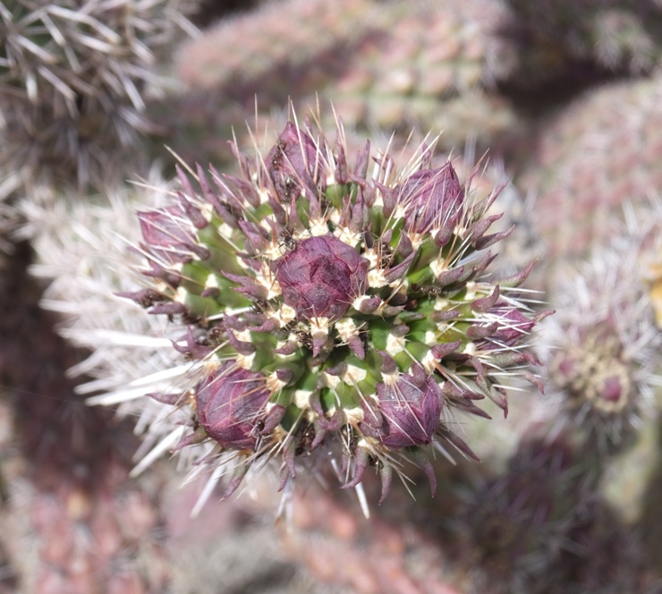 Cane colla cactus flower