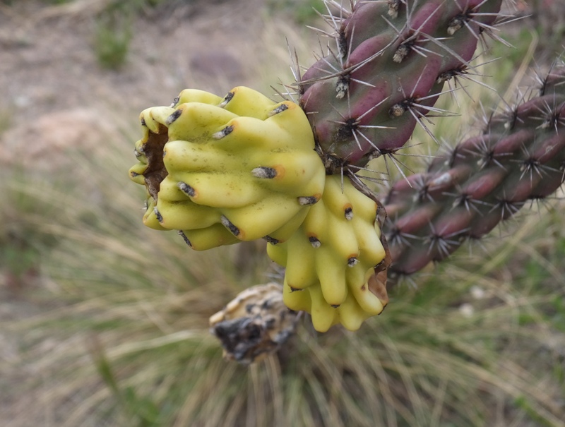 Cane colla cactus fruit