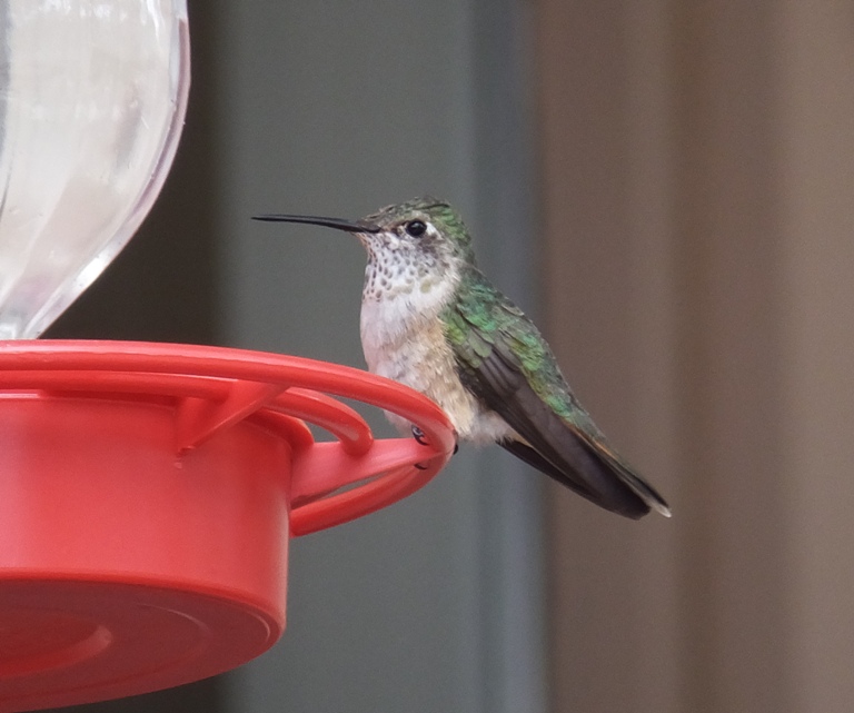 Hummingbird at feeder