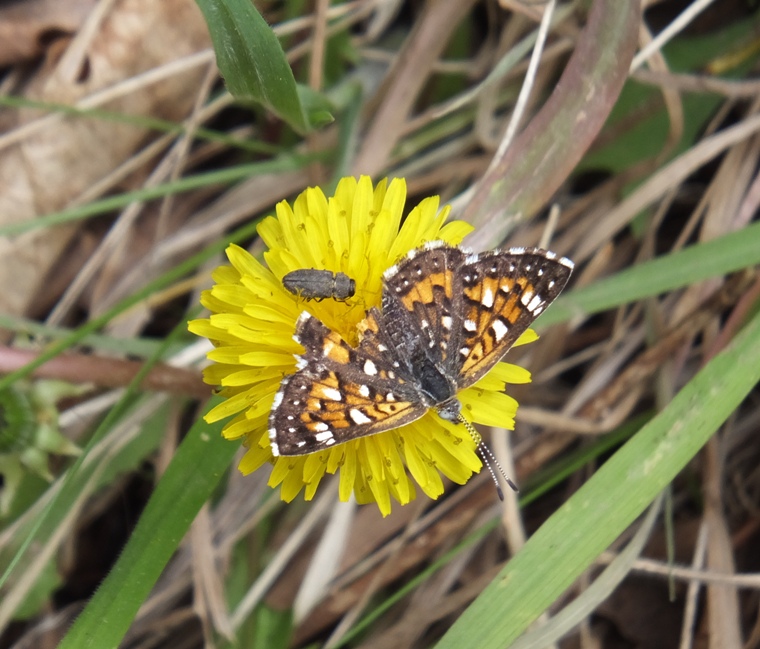 Beetle, butterfly, and flower