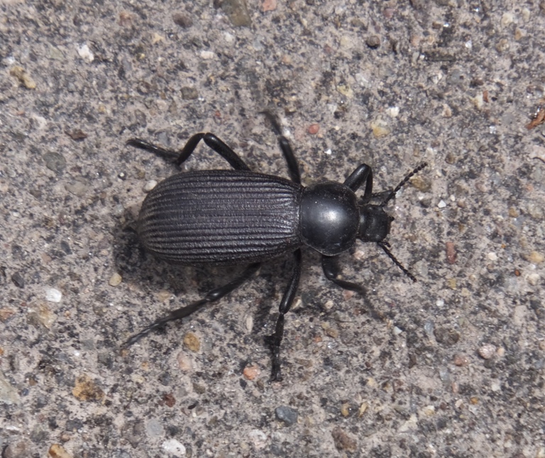 Darkling beetle