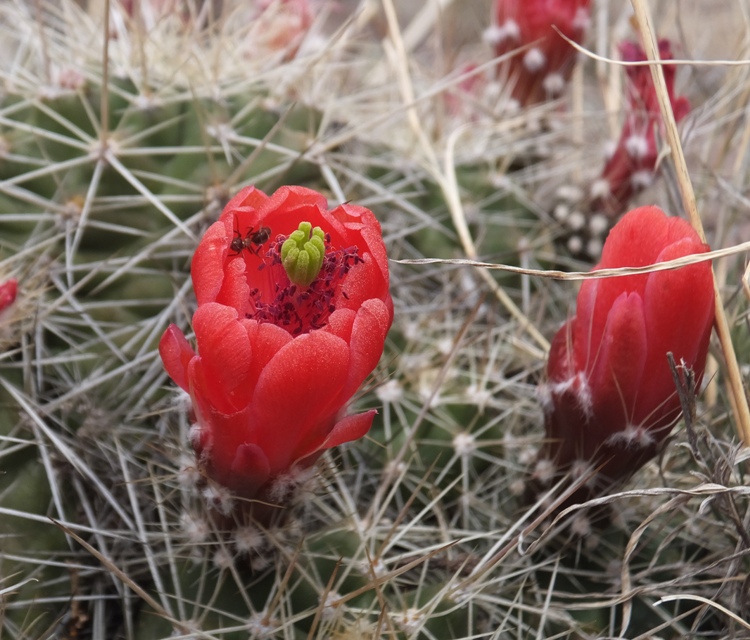 Kingcup cactus flowers