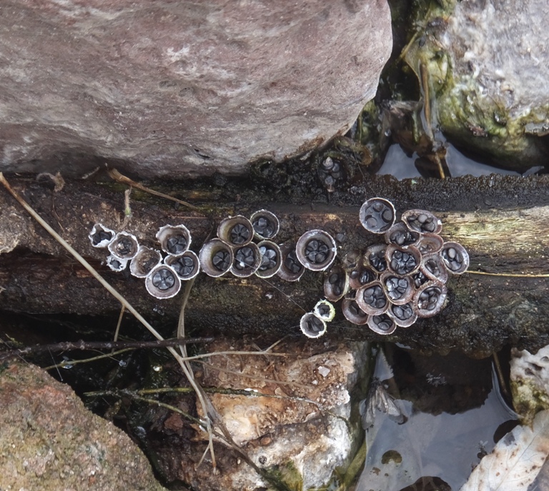 A fungus that resembles a bird's nest with eggs