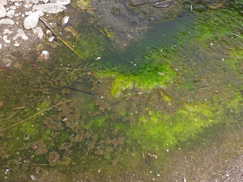 Algae near hot spring