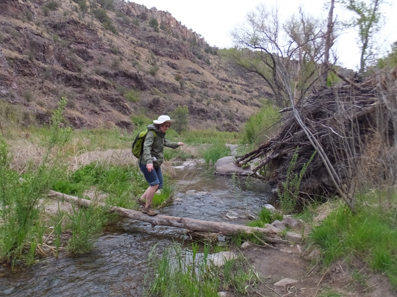 Norma crossing a stream via fallen log