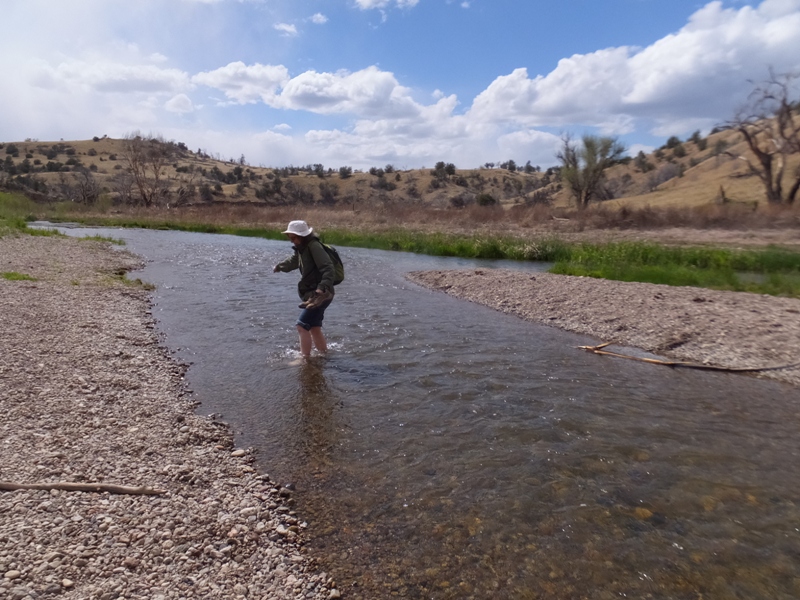 Norma wading through creek