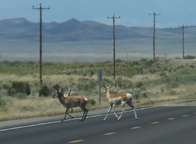 Three pronghorn antelopes