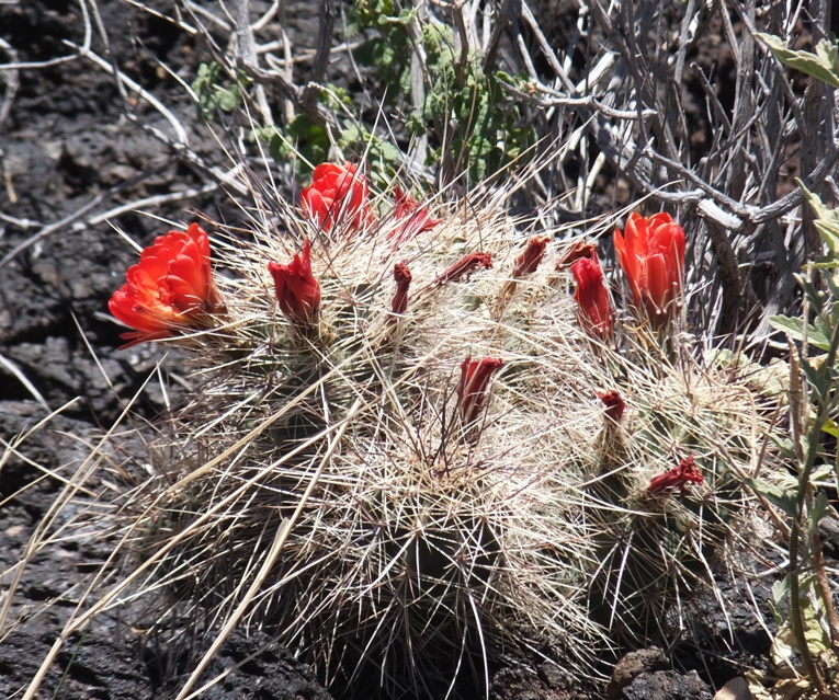 Red cactus flower