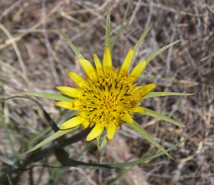 Yellow flower