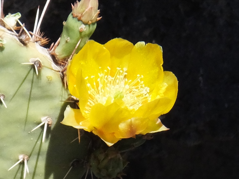 Yellow cactus flower