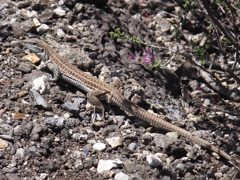 Whiptail lizard