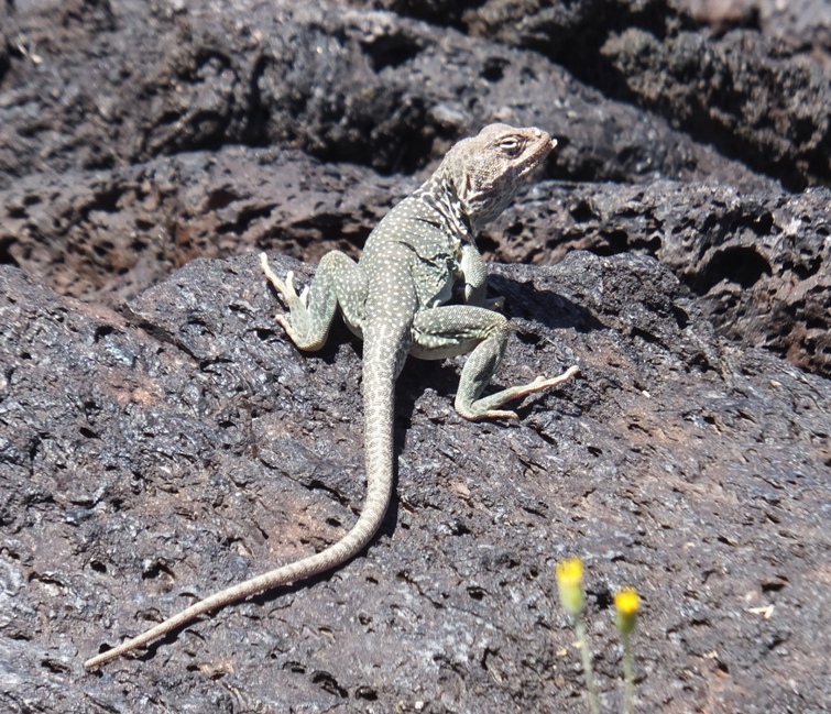 Collared lizard