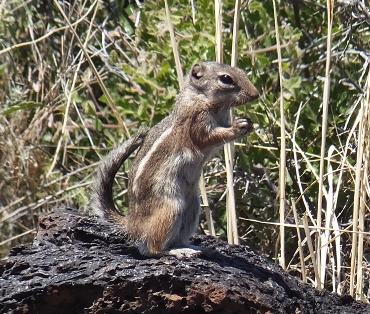 Squirrel perched on lava rock