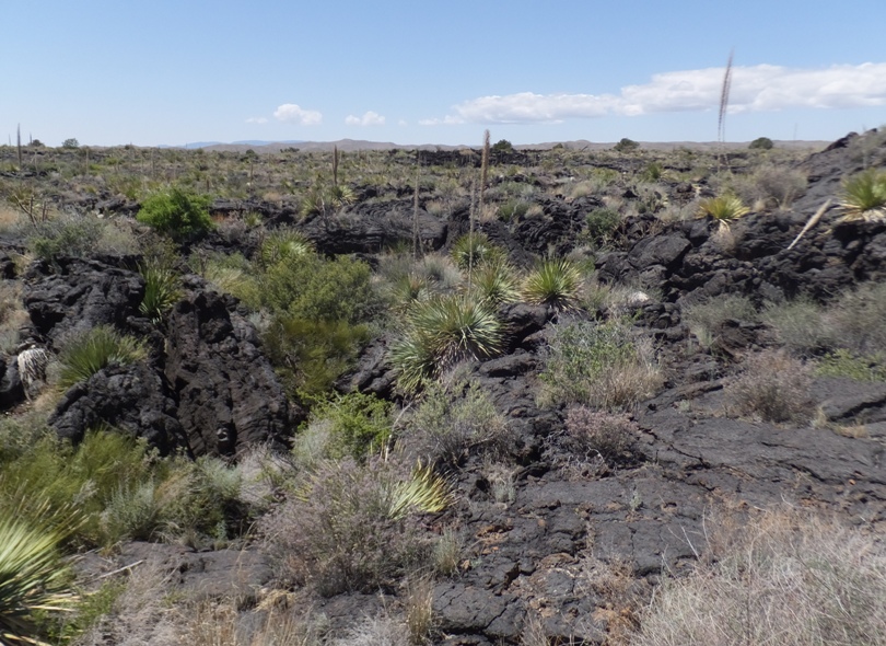 Sotol plants over lava terrain