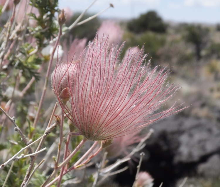 Possible flower with long, red strands sticking up