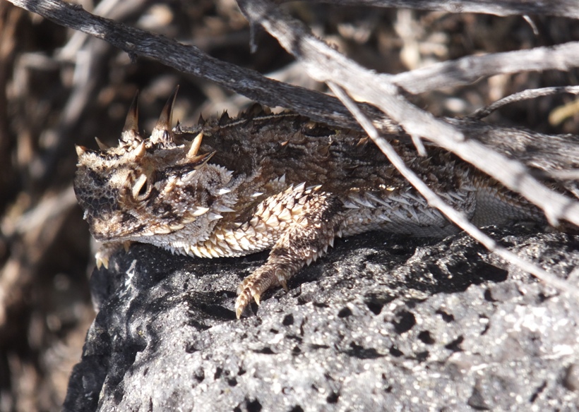 Texas horned lizard