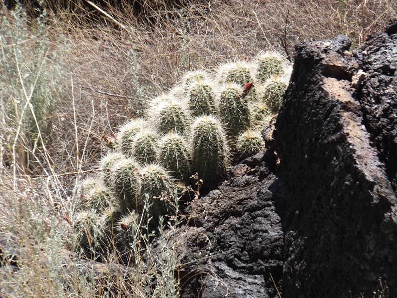 Lots of small cactii