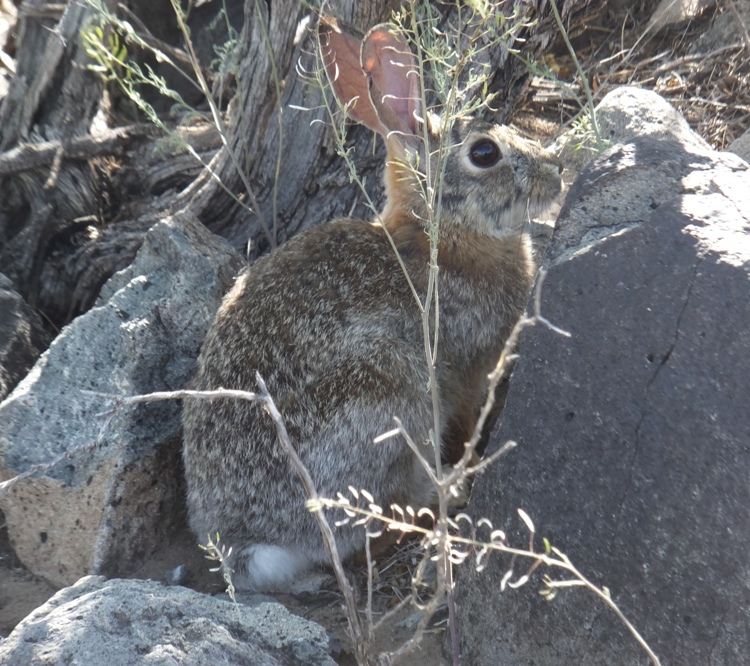 Rabbit