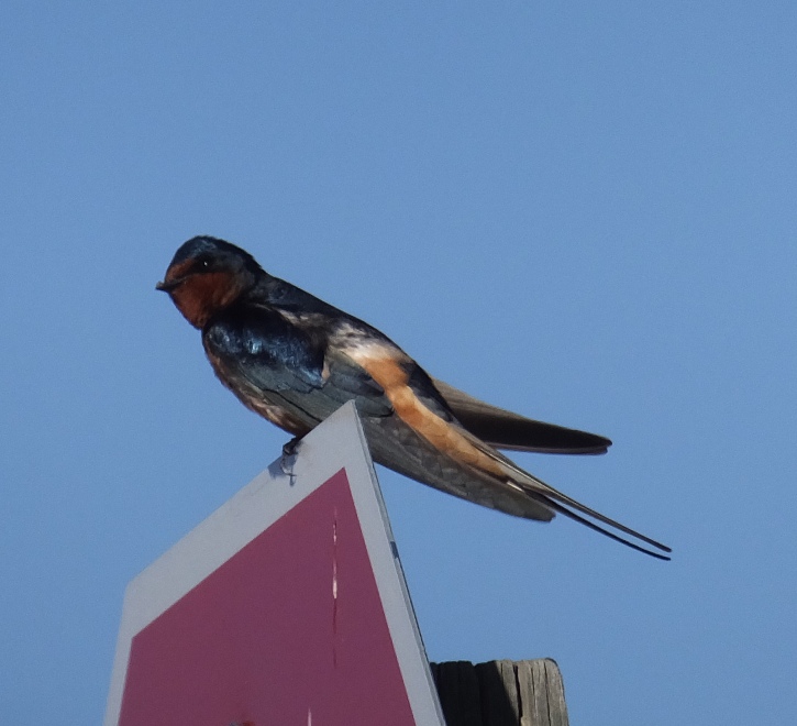 Barn swallow perched