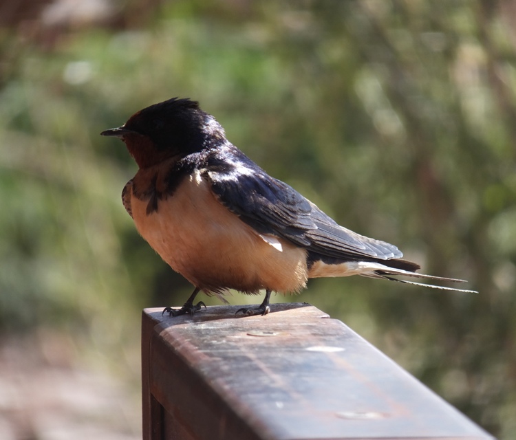 Barn swallow perched