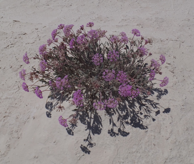 Purple flowers