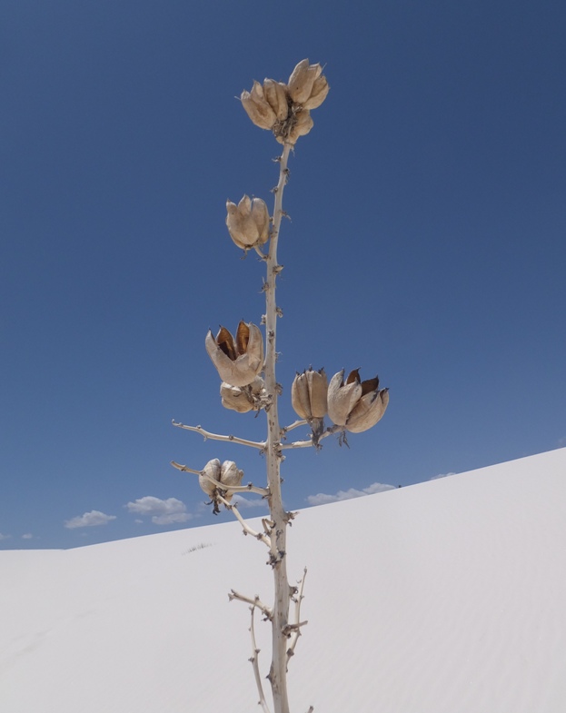 Soaptree yucca