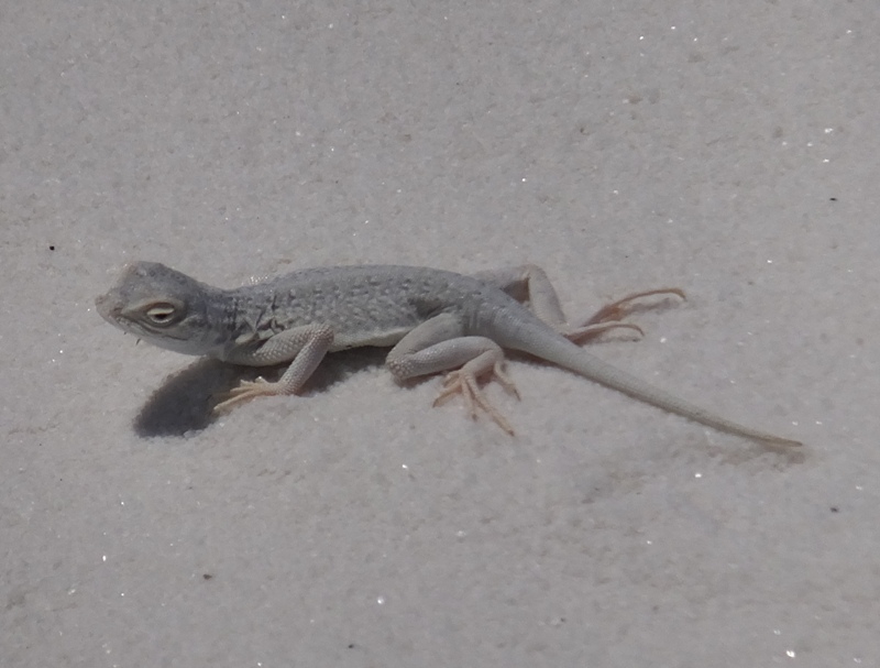 Bleached earless lizard