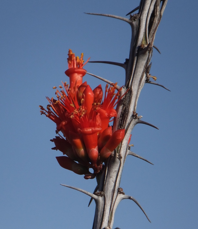 Red flower on a cactus