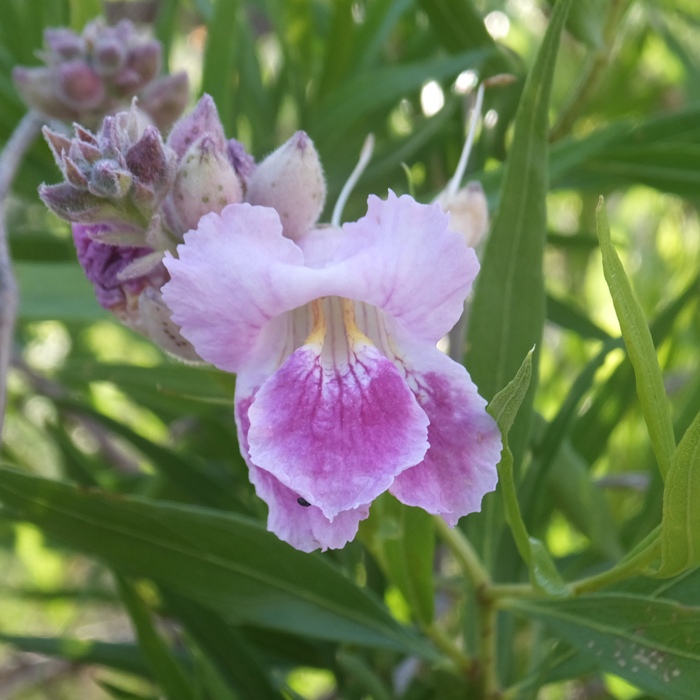 Purple and white flower