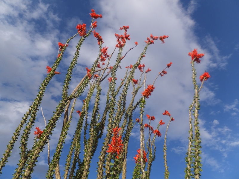 Tall plant with red flowers