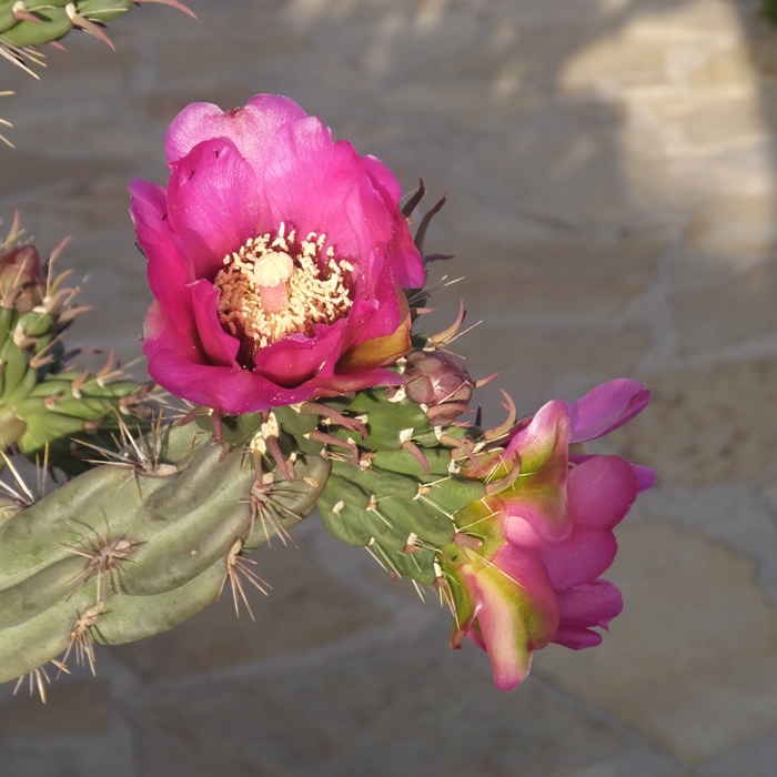 Purple cactus flower