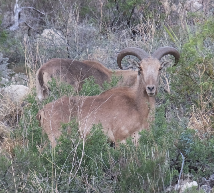 Barbary sheep with big horns