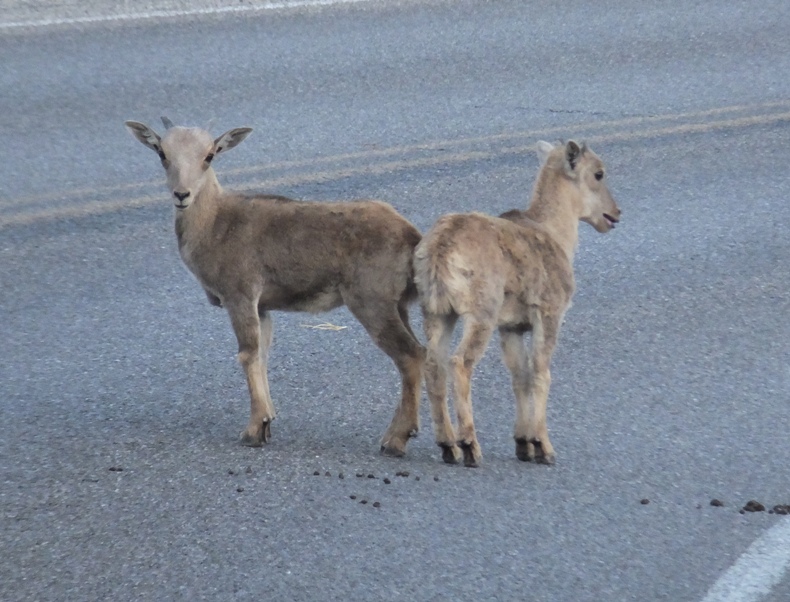 Two baby barbary sheep