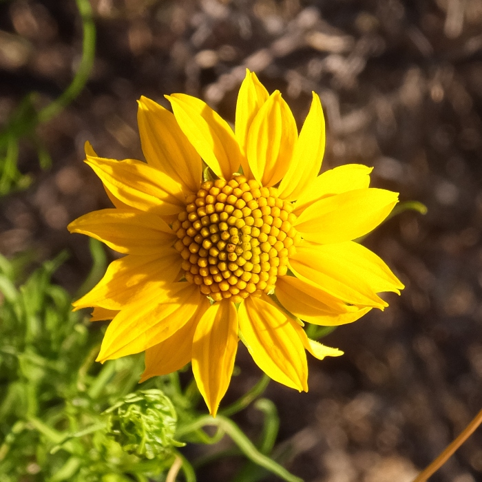 Yellow flower