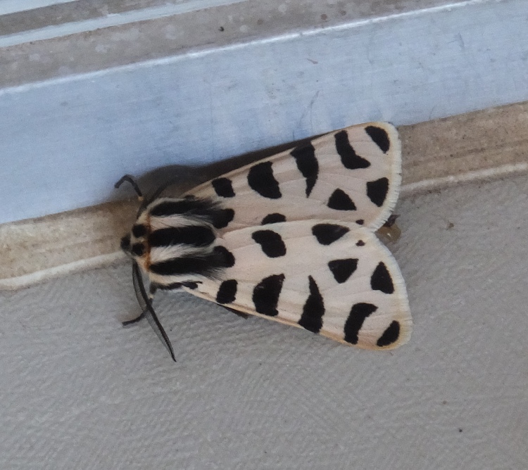 Possible leopard moth