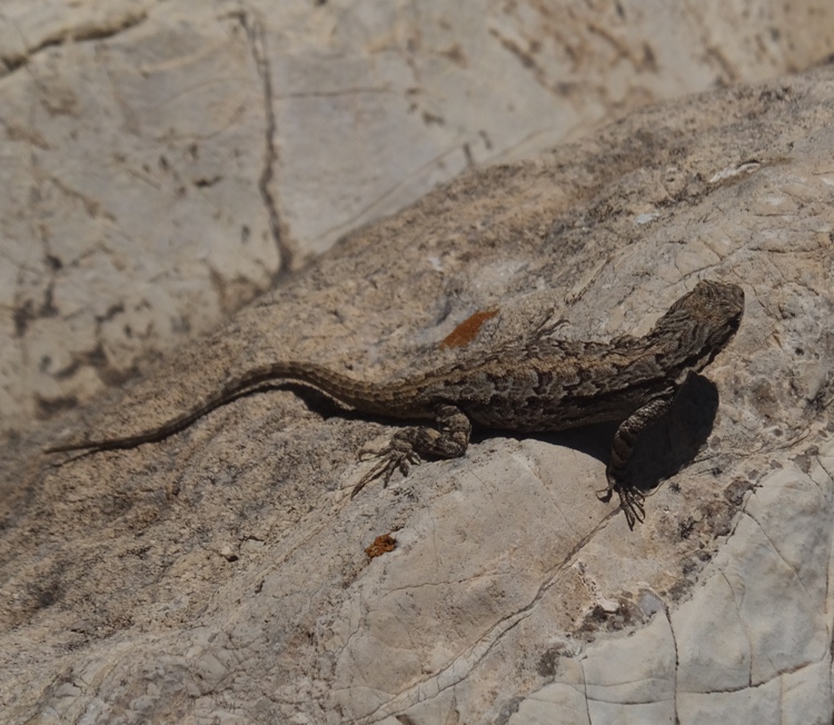 Lesser earless lizard