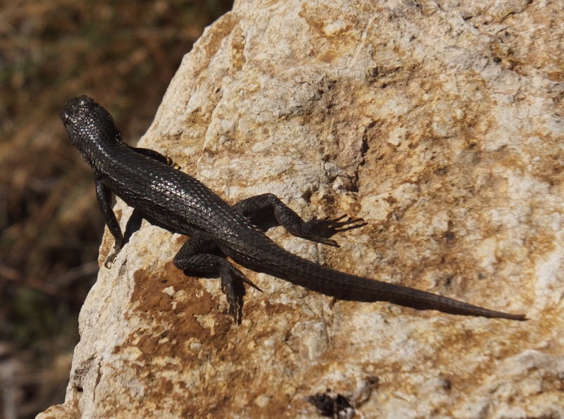 Black lizard